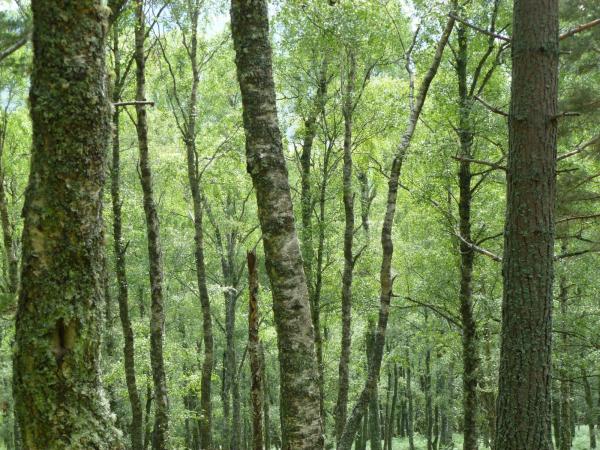 Trees: the solution to all our problems or not that simple?