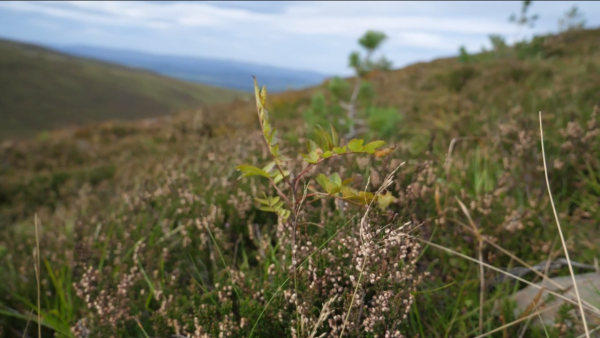 Telling and listening to stories from the margins: the (re)storying of restoration in the Cairngorms