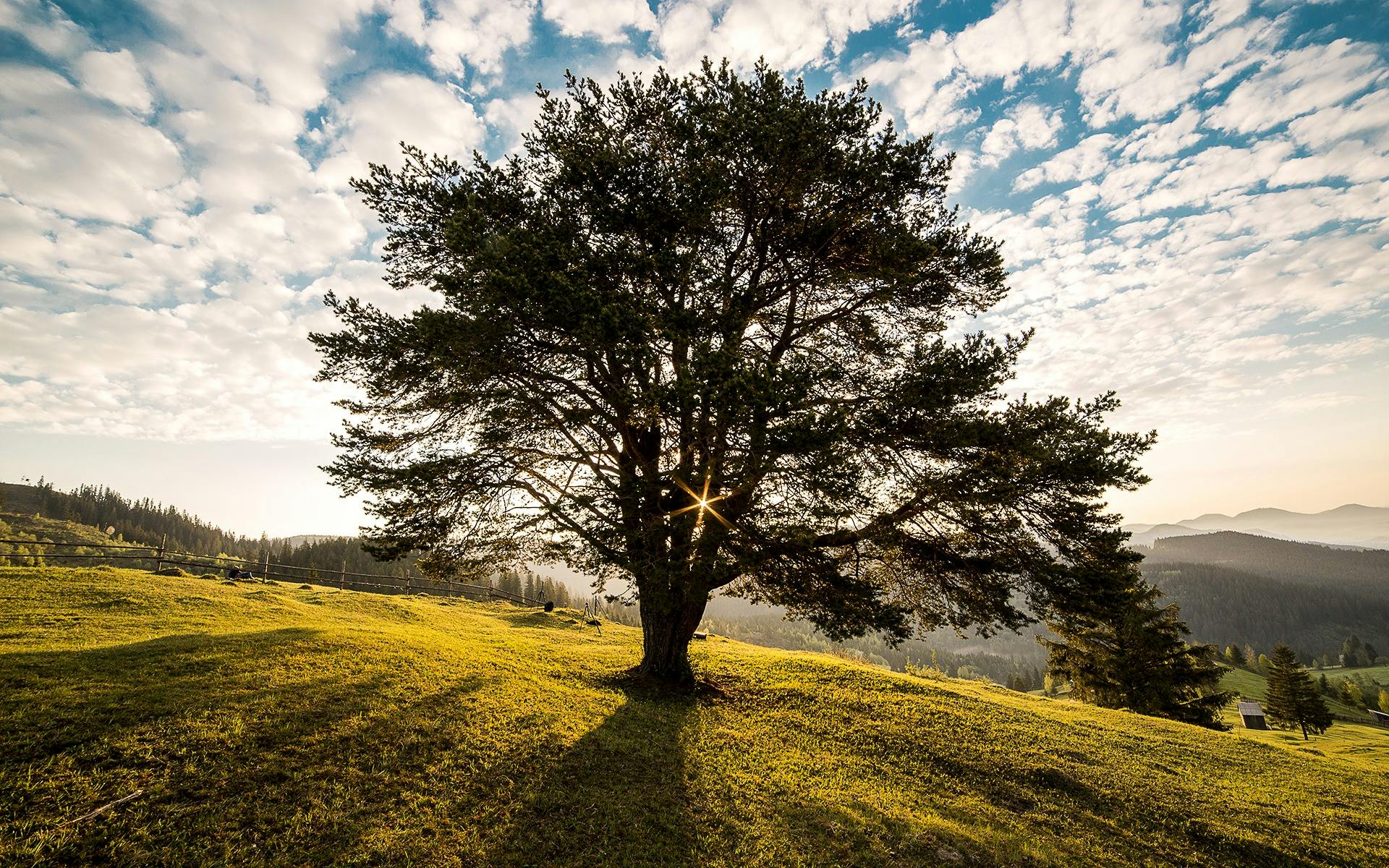 DiversiTree
