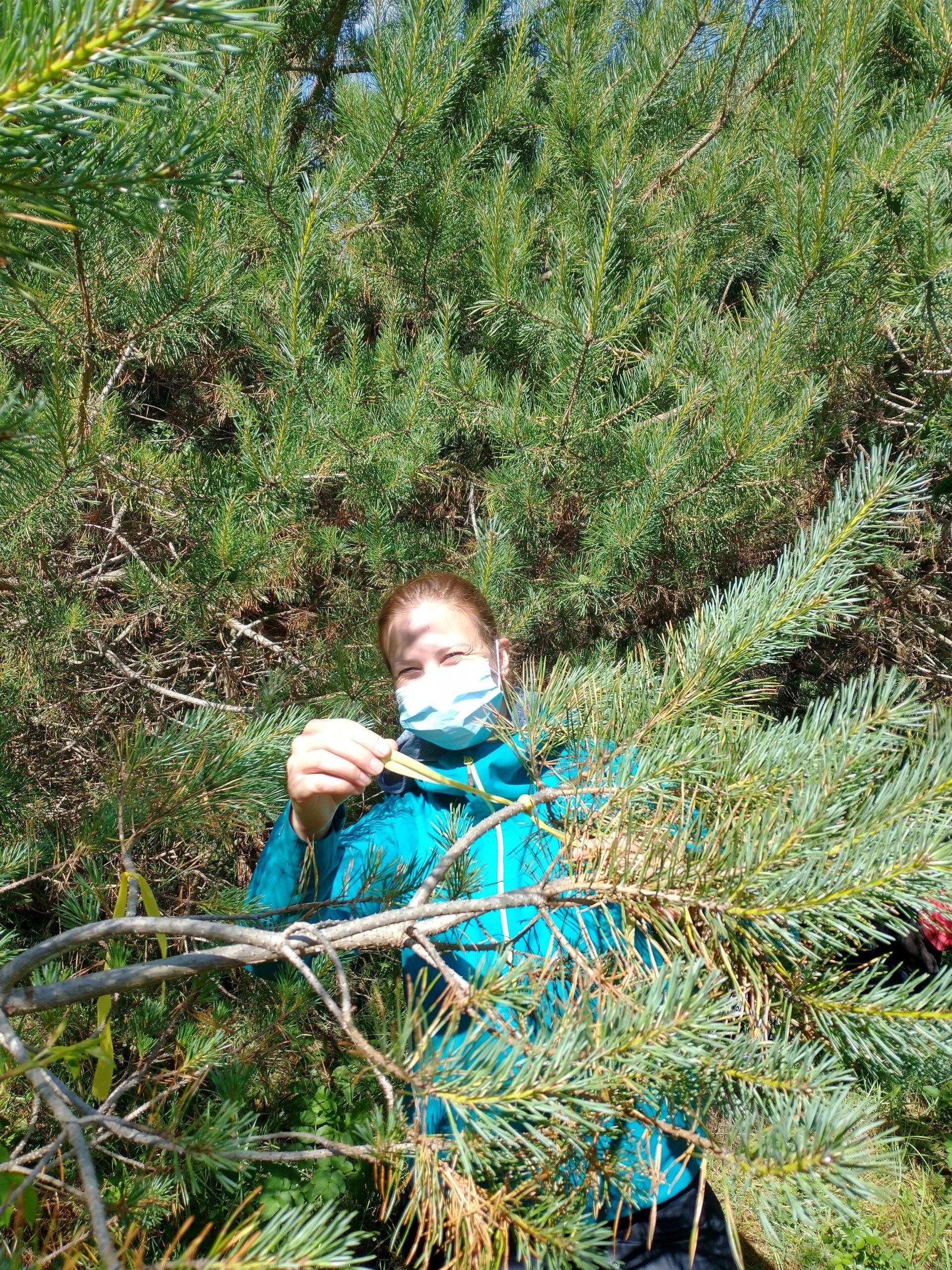 PineBiome