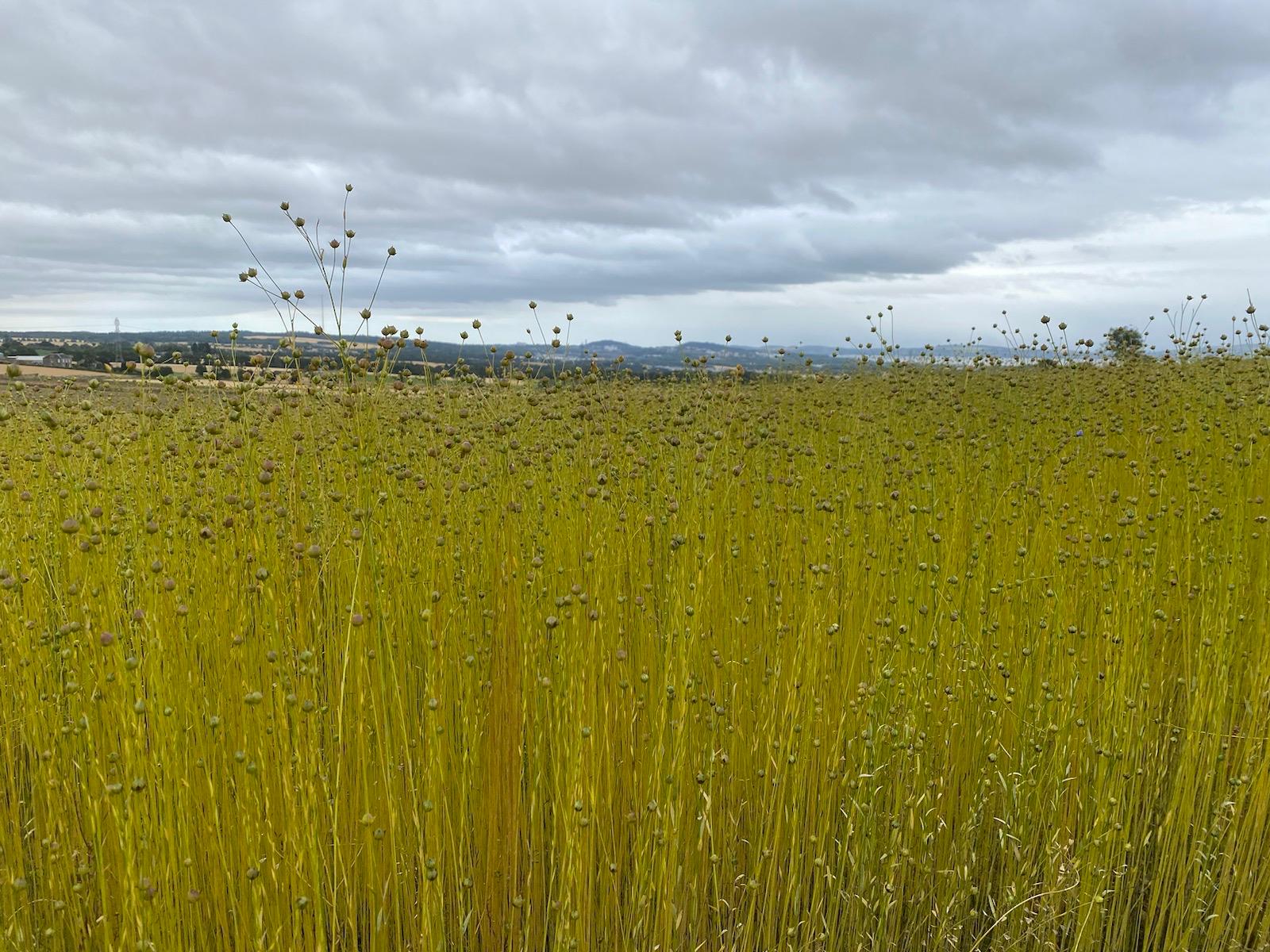 Researchers from The James Hutton Institute assess the potential of flax as an industrial crop