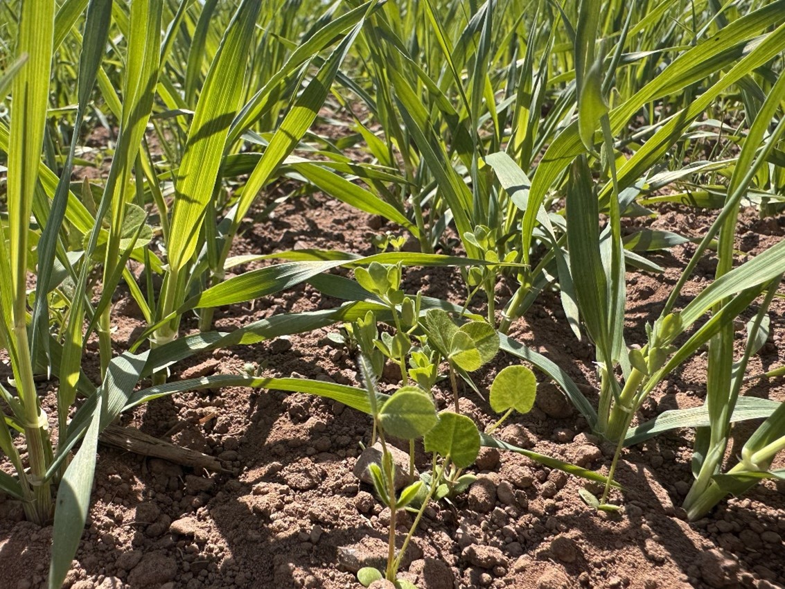 Legume companions for barley – a panacea for improving soil health and reducing fertiliser use