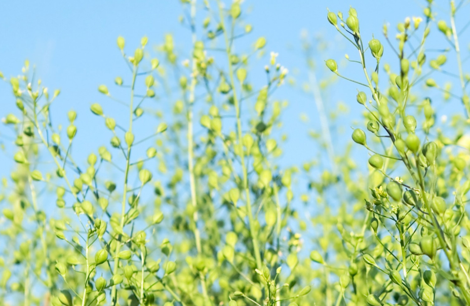 Assessment of potential oil-based cover crops for energy production
