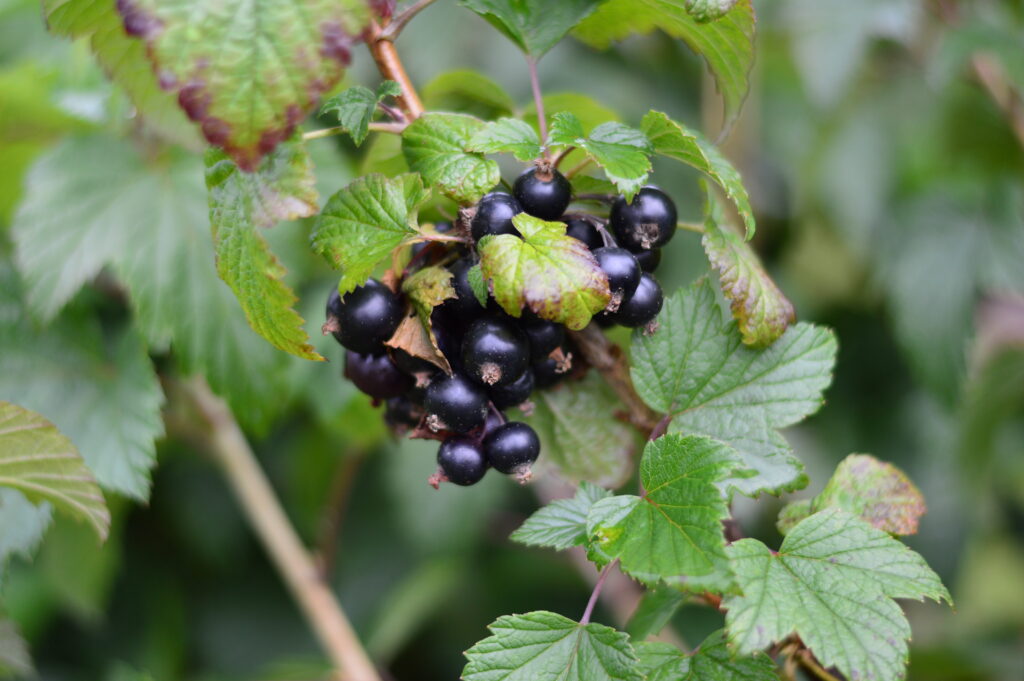 Healthy Plants, Healthy Planet: Celebrating International Day of Plant Health