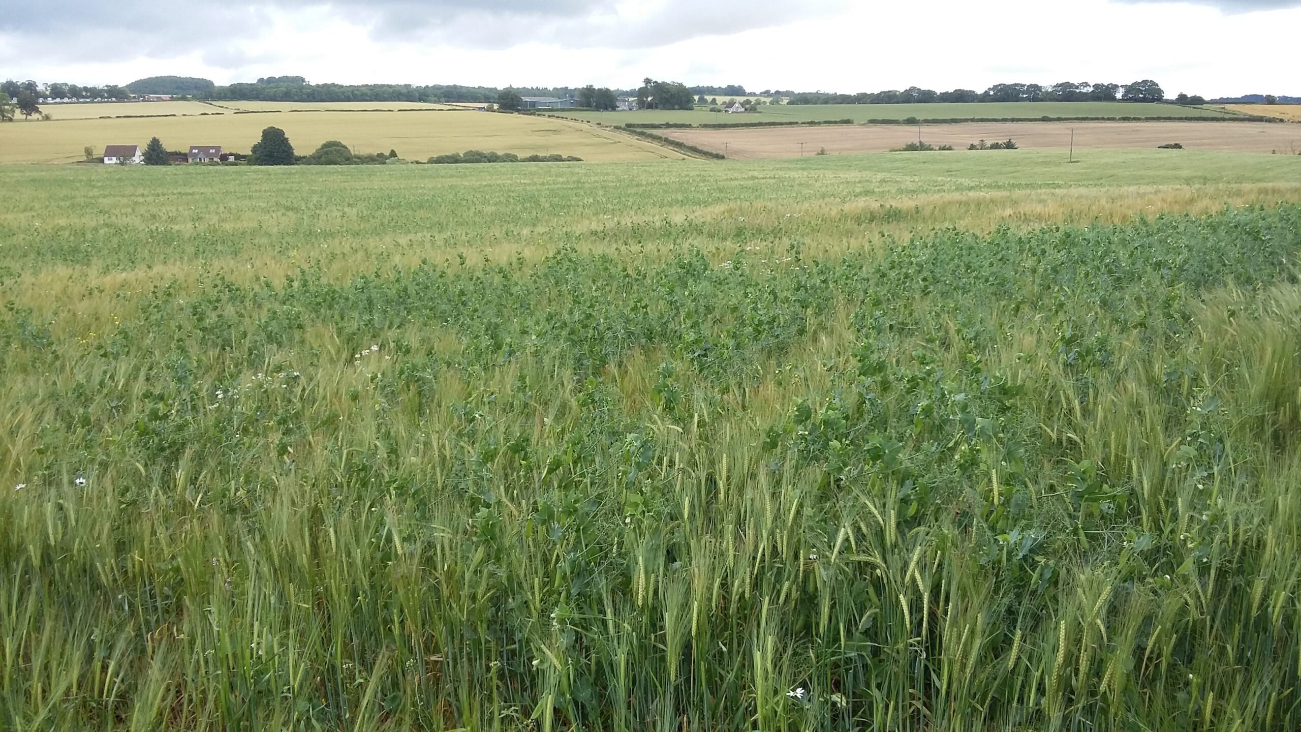 Arable Futures 2026: from uncertainty to action in Scottish agriculture
